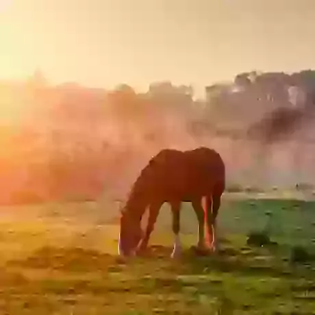 Equine Cremation